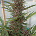 Danny Weed Photo 22