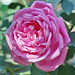 Rose Thompson Photo 36