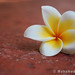 Mohamed Hussain Photo 39
