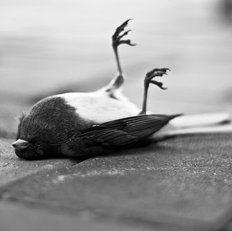 Allan Carver Photo 2