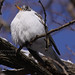 Greg Robins Photo 5