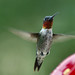 Ruby White Photo 37