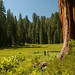 Jerry Meadows Photo 7