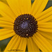 Susan Cogswell Photo 14