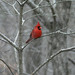 David Caudle Photo 39