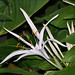 Hal Bush Photo 5