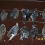 Bruce Myers Photo 36
