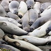 Sandra Seal Photo 10