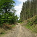 Leighton Wood Photo 2