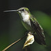 Suzanne Bird Photo 17