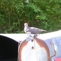 Johnny Perkins Photo 22
