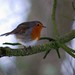 Robin Stanley Photo 8