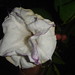Jeri Flowers Photo 9