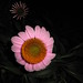 Maria Cone Photo 9
