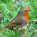 Robin Green Photo 39