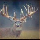 Dean Dill Photo 11