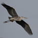 Michael Heron Photo 6