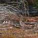 Robin Southern Photo 12