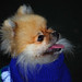 Rick Spitz Photo 10