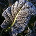 Dawn Steiner Photo 22