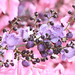 Lila Paradise Photo 8