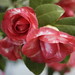 Carol Humphrey Photo 12