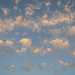 Catalina Wood Photo 10