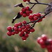 Edwin Berry Photo 8