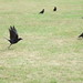 Michele Crow Photo 34