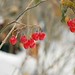 Sue Berry Photo 29