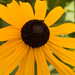 Susan Fenwick Photo 16