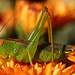 Sheri Green Photo 18