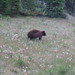 Cindy Meadows Photo 18