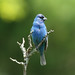 Bobby Bunting Photo 7