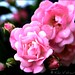 Denise Fuller Photo 19