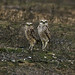 David Burrows Photo 18