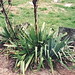 Jane Simmons Photo 7