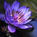 Ann Vance Photo 24