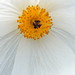 Kala White Photo 21