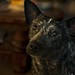 Betty Dog Photo 1
