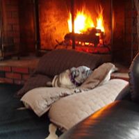 Susan Lammert Photo 8