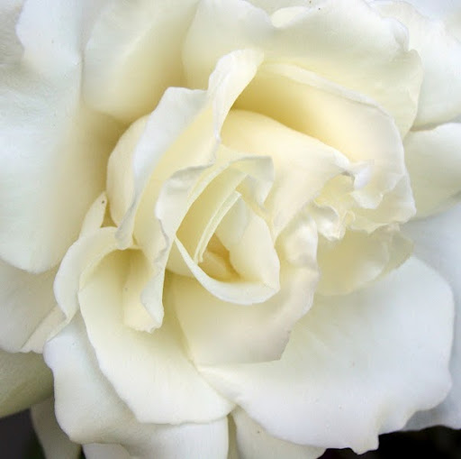 Judith Stanley Photo 33