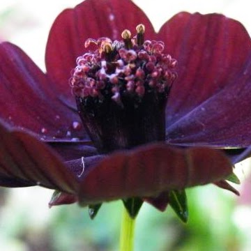 Geraldine Walker Photo 29