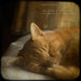 Ginger Sampson Photo 9