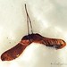 Diane Wing Photo 16