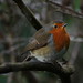 Robin Coates Photo 34