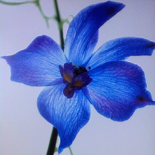 Carol Gauthier Photo 17