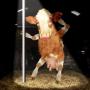 Judy Parisi Photo 12