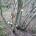 Patrick Dougherty Photo 37