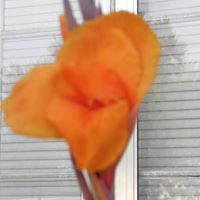 Lori Adkins Photo 1